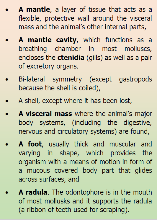Main characteristics of Mollusca