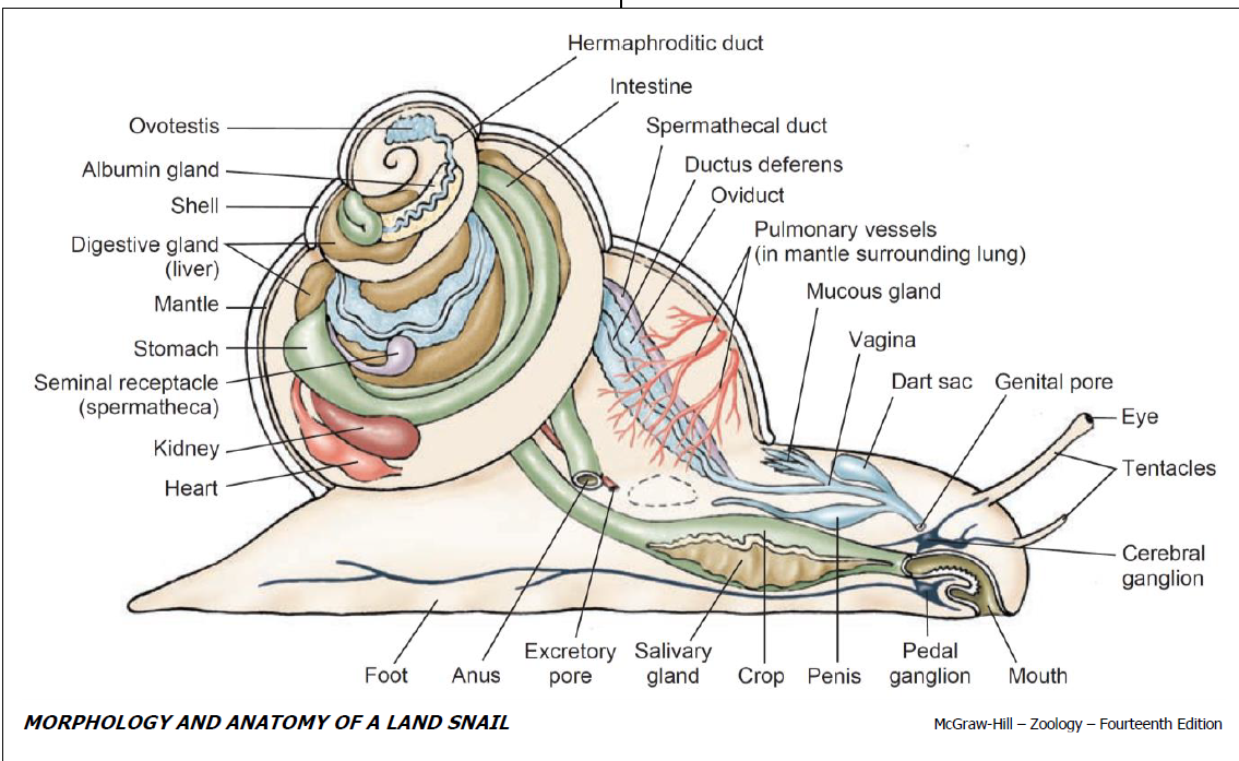 Labelled land snail anatomy